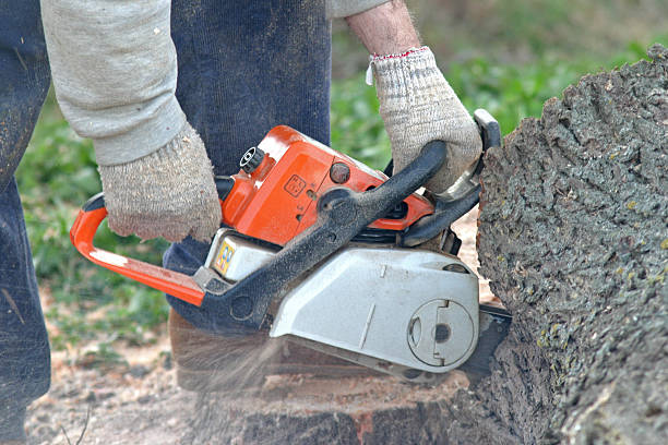 Professional Tree Services in Kellyville, OK